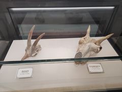 -辽宁古生物博物馆