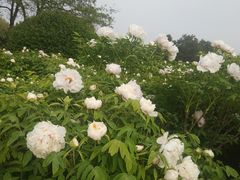 -洛阳市隋唐城遗址植物园
