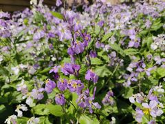 -莱阳濯村樱花园