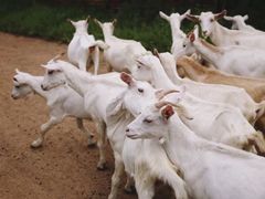 -天秀花园古月园