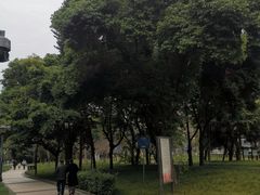 -神仙树公园