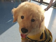 -博特宠物医院24h犬猫全科.骨科·异宠