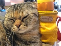 -猫儿山۰猫主题餐厅