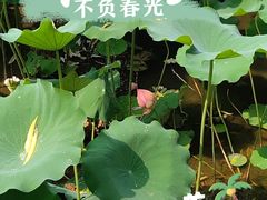 -莲花池公园