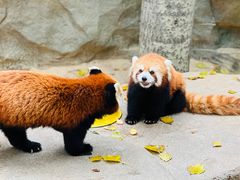 -北京野生动物园