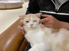 -藏猫猫咖啡主题馆(中央大道店)