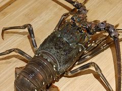 -松临·铁板烧&Omakase(神农店)