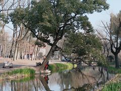 -上海共青森林公园