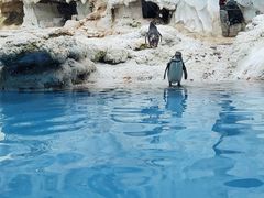 -帝企鹅自助餐厅•儿童岛•真企鹅(长隆企鹅酒店)