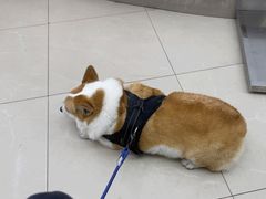 -爱侣宠医·鹦鹉专科·小型哺乳类·异宠专科(灵石路店)