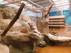 -清迈夜间动物园