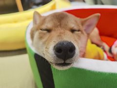 -逗柴咖啡屋·狗咖猫咖宠物桌游