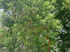 -华南国家植物园-售票处