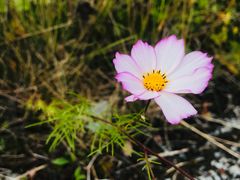 -林芝工布庄园希尔顿酒店-猎味中餐厅