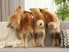 -艾吉宠物医院·疑难杂症转诊中心·猫友好(碧江路院)