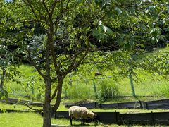 -神户市立六甲山牧场