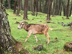 -硗碛藏寨·神木垒景区