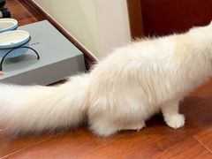 -珠海悠米米努特矮脚猫舍