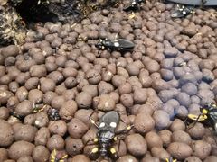 -上海大自然野生昆虫馆(东方明珠·爬宠昆虫探索中心)
