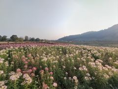 -径山花海