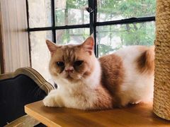 -more than meow吴止猫主题餐厅(承德 中船汇店)