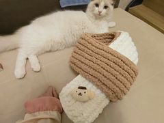 -糯米喵星人总部直营旗舰店·猫舍·幼猫出售