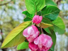 -海棠花溪(元大都城垣遗址公园)