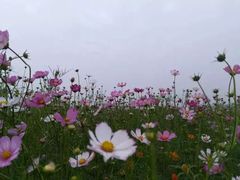 -枫林花海