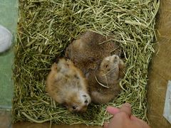 土拨鼠-藦茜花园宠物主题亲子互动体验馆(国顺东路店)