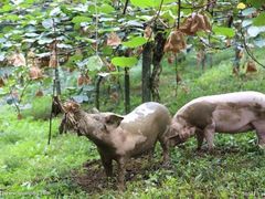 -山人野生菌餐厅