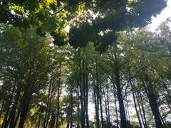 -金砂公园