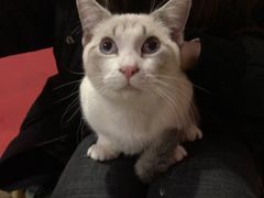 -猫色咖啡·猫咖