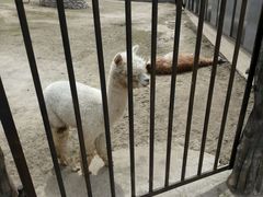 android_upload_pic-西安秦岭野生动物园