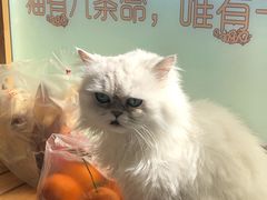 -猫的茶·猫咖