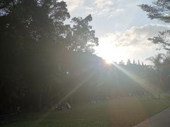 -银湖山郊野公园-相思林