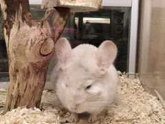 -藦茜花园宠物主题亲子互动体验馆(国顺东路店)