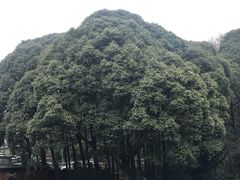 -贵州省植物园