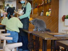 大堂-喵园·猫主题咖啡厅·撸猫·猫咖(国贸店)