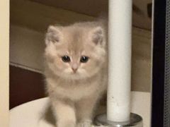 -lincat·猫舍(广州店)