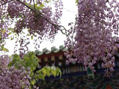 -北京国子监胡同