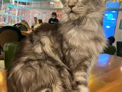 -猫小院猫主题餐厅(三里屯店)