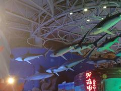-烟台海昌鲸鲨海洋公园