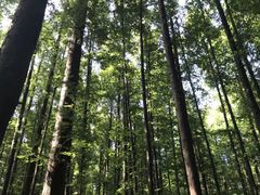 -山王坪喀斯特国家生态公园