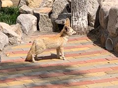 -西霞口神雕山野生动物世界