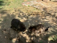 -青藏高原野生动物园
