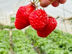 -小鱼草莓采摘园农家乐·小鱼餐厅