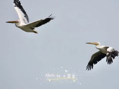 -大湾区中央湿地公园