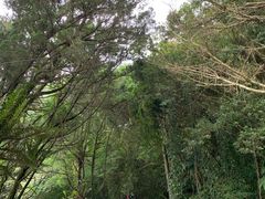 -金盆阿嬷香菇茶叶蛋(玄光店)