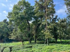 -野蔓果·山野菜(西湖景区·龙井茶田店)