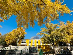 -三里屯东五街银杏大道